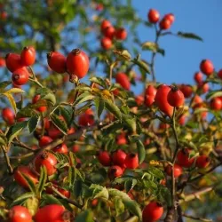 Olej z dzikiej róży 30 ml