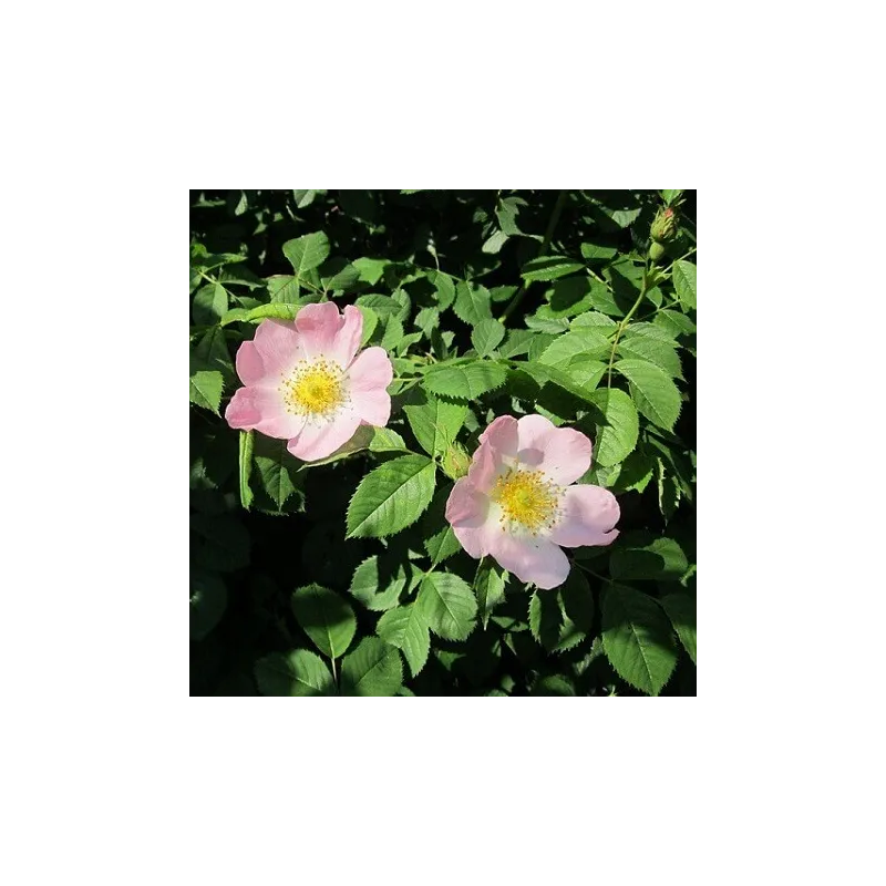 Olej z dzikiej róży 50 ml