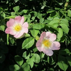 Olej z dzikiej róży 50 ml