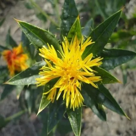 Olej z krokosza barwierskiego 50 ml