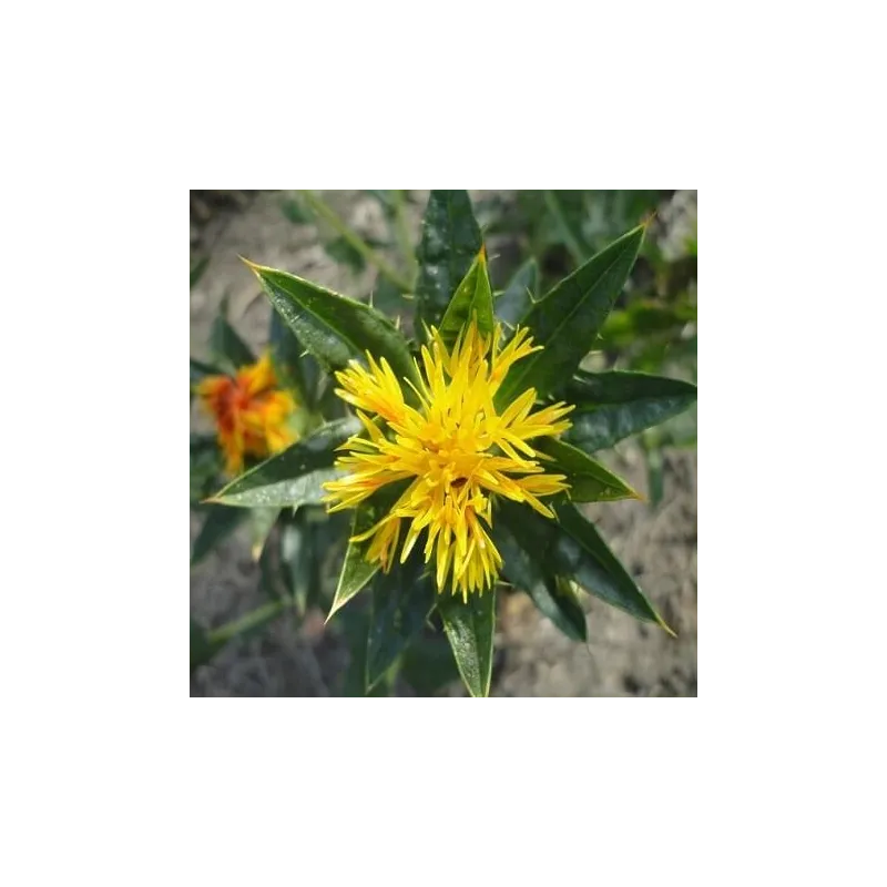 Olej z krokosza barwierskiego 100 ml