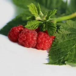 Olej z pestek malin nierafinowany 30 ml