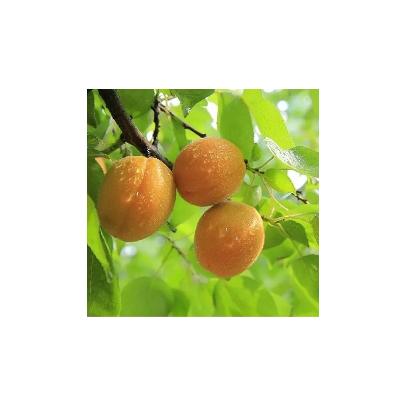 Olej z pestek moreli 50 ml