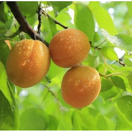 Olej z pestek moreli 50 ml