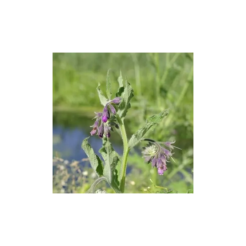 Olej żywokostowy 100 ml