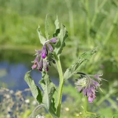 Olej żywokostowy 100 ml
