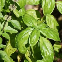 Olejek Bazyliowy eteryczny 10 ml