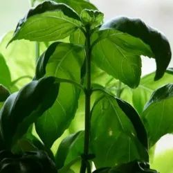 Olejek Bazyliowy eteryczny 10 ml