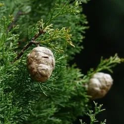 Olejek Cedrowy eteryczny 30 ml