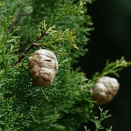 Olejek Cedrowy eteryczny 30 ml