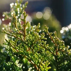 Olejek Cedrowy eteryczny 50 ml