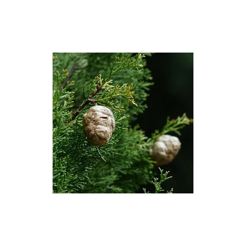 Olejek Cedrowy eteryczny 100 ml