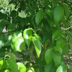 Olejek Cynamonowy z liści eteryczny 10 ml