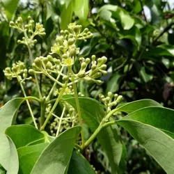 Olejek Cynamonowy z liści eteryczny 10 ml