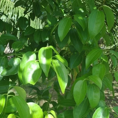 Olejek Cynamonowy z liści eteryczny 30 ml