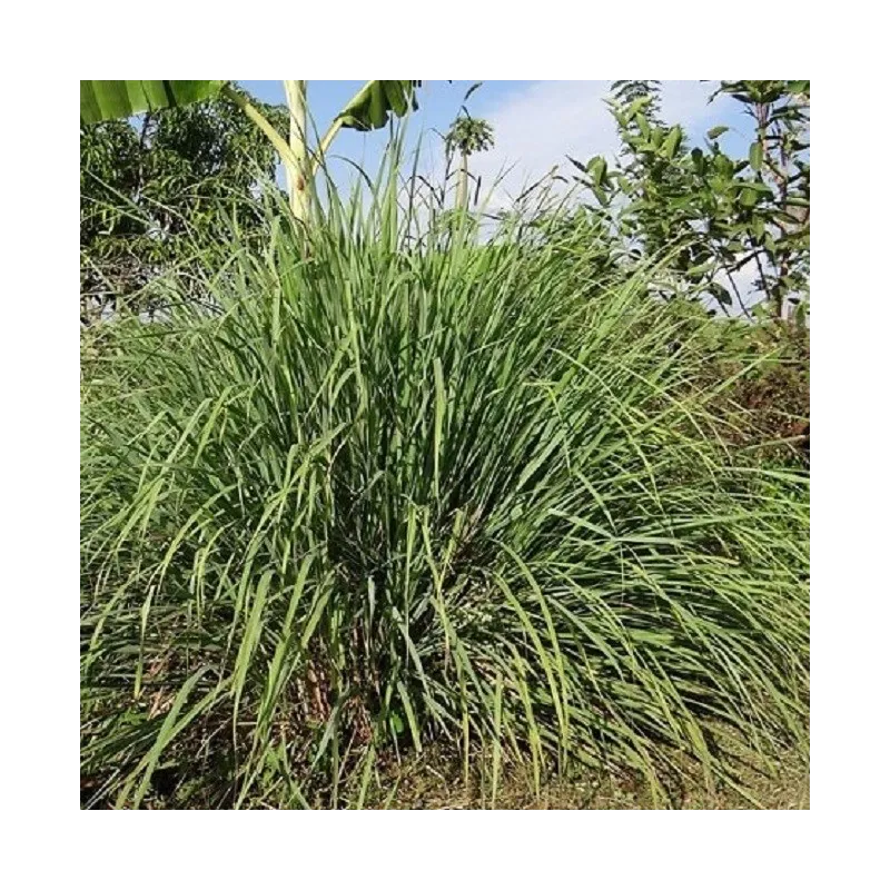 Olejek Cytronelowy (Melissa Indicum) eteryczny 30 ml