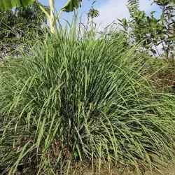 Olejek Cytronelowy (Melissa Indicum) eteryczny 100 ml