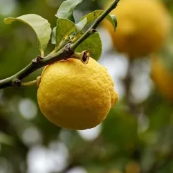 Olejek Cytrynowy eteryczny 50 ml