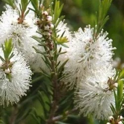 Olejek Drzewo herbaciane eteryczny 10 ml