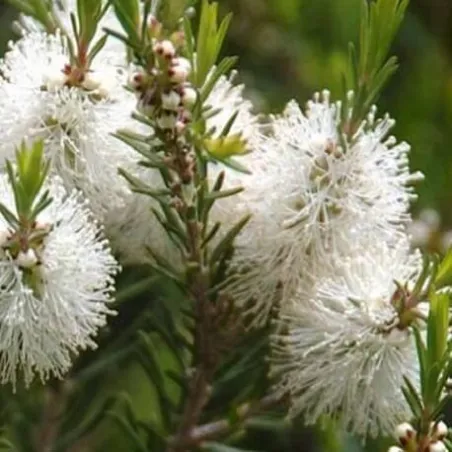 Olejek Drzewo herbaciane eteryczny 50 ml