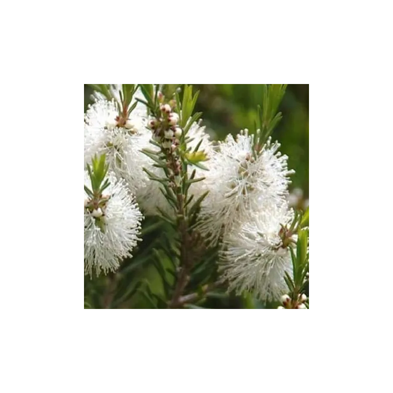 Olejek Drzewo herbaciane eteryczny 100 ml