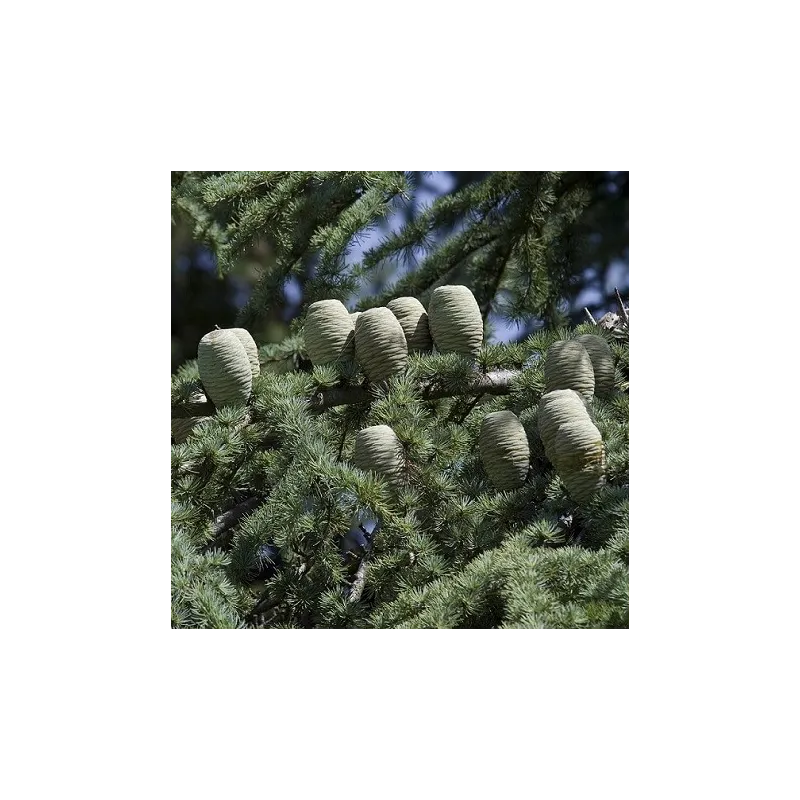 Olejek eteryczny Cedr atlaski 10 ml