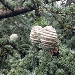 Olejek eteryczny Cedr atlaski 10 ml