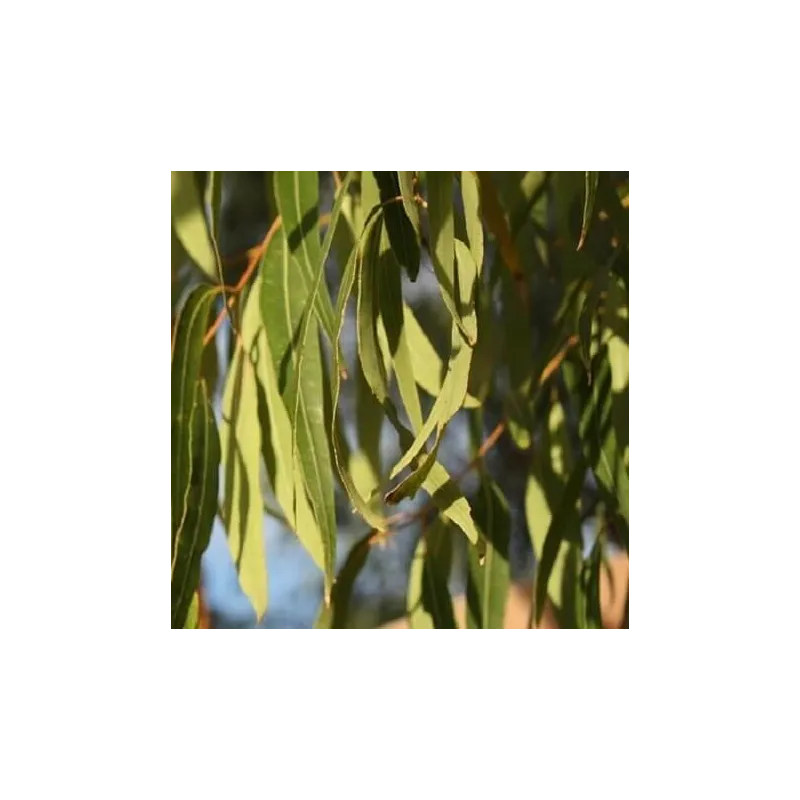 Olejek Eukaliptusowy eteryczny 10 ml