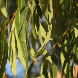 Olejek Eukaliptusowy eteryczny 30 ml