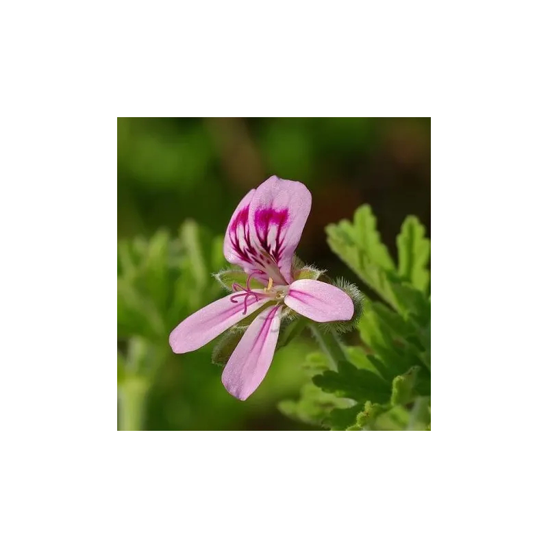 Olejek Geraniowy eteryczny 50 ml