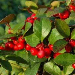 Olejek Golteriowy eteryczny 10 ml