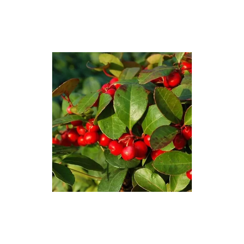 Olejek Golteriowy eteryczny 10 ml