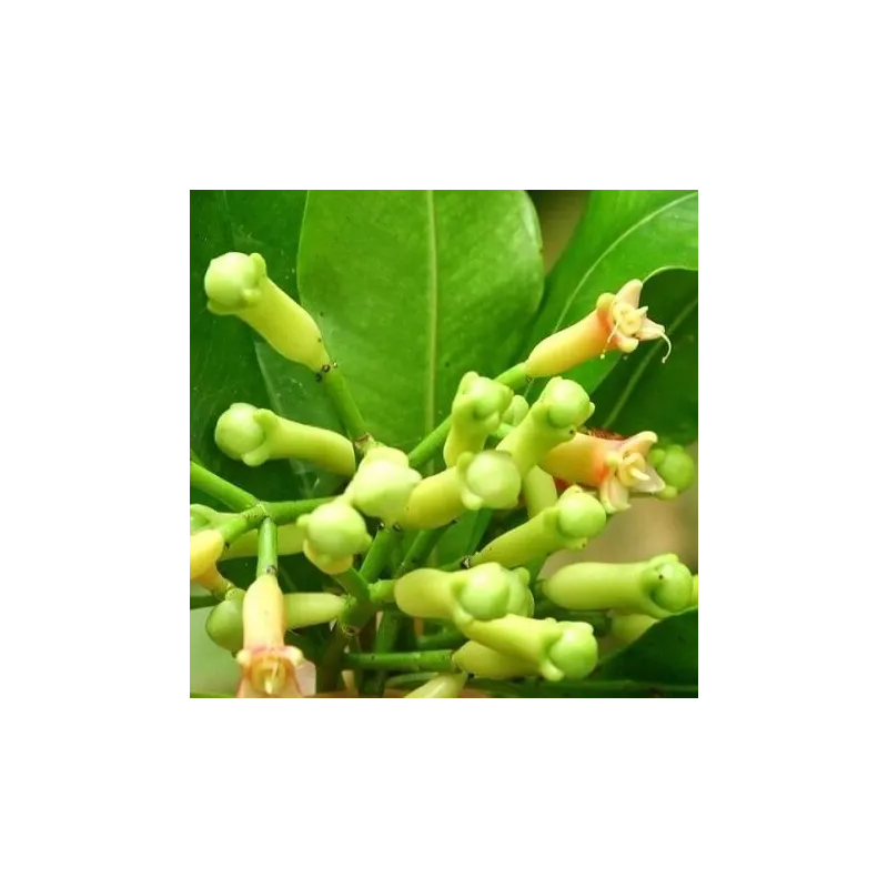 Olejek Goździkowy eteryczny 50 ml