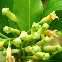 Olejek Goździkowy eteryczny 100 ml