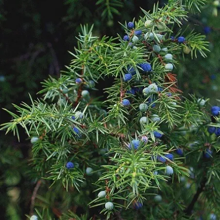 Olejek Jałowcowy eteryczny 10 ml