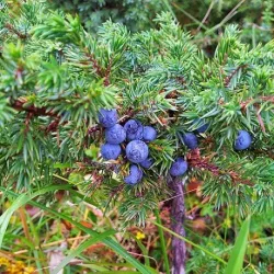 Olejek Jałowcowy eteryczny 10 ml