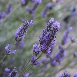 Olejek Lawendowy eteryczny 30 ml