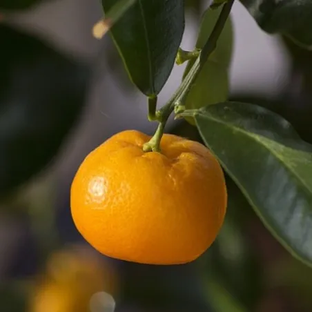 Olejek Mandarynkowy eteryczny 50 ml