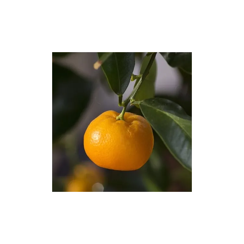 Olejek Mandarynkowy eteryczny 100 ml