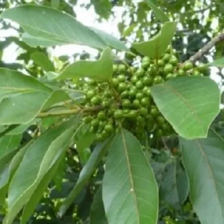 Olejek May Chang (LItsea Cubeba) eteryczny 30 ml