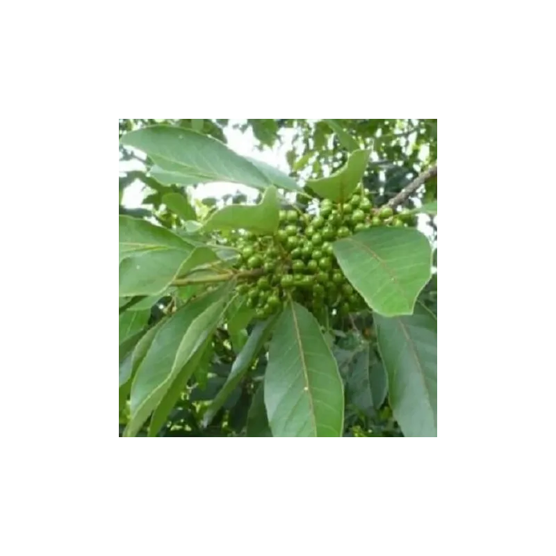 Olejek May Chang (LItsea Cubeba) eteryczny 100 ml