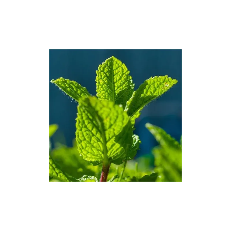 Olejek Mięty pieprzowej eteryczny 10 ml