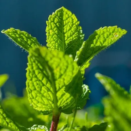 Olejek Mięty pieprzowej eteryczny 30 ml