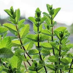 Olejek Mięty pieprzowej eteryczny 100 ml