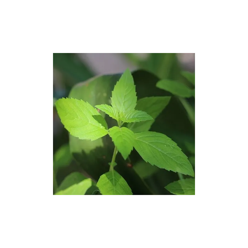 Olejek Mięty polnej eteryczny 10 ml