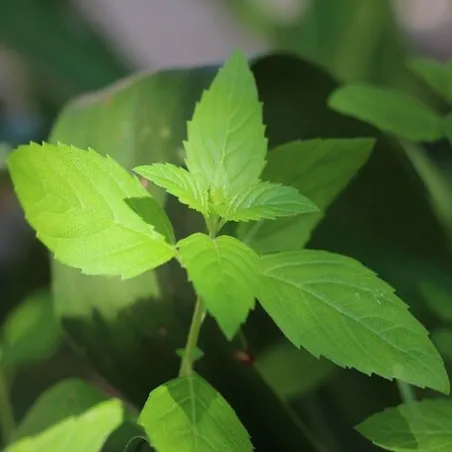 Olejek Mięty polnej eteryczny 50 ml