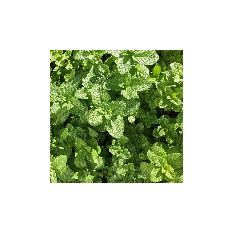 Olejek Mięty zielonej eteryczny 10 ml