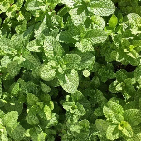 Olejek Mięty zielonej eteryczny 10 ml