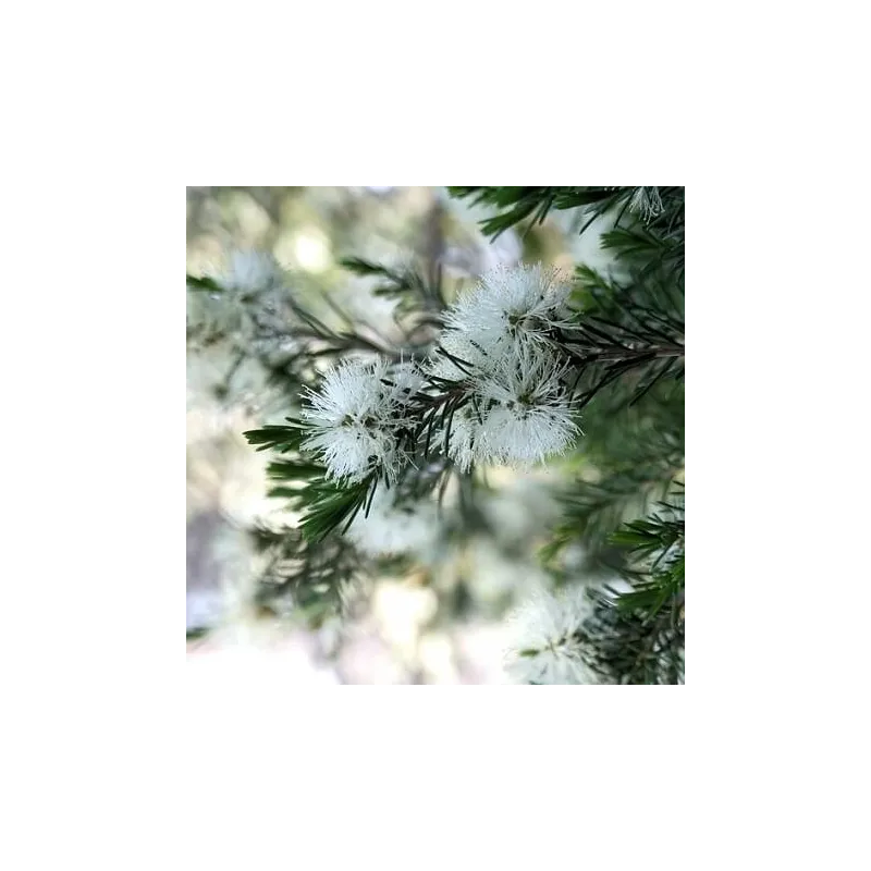 Olejek Niaouli eteryczny 10 ml