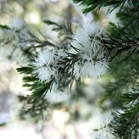 Olejek Niaouli eteryczny 10 ml